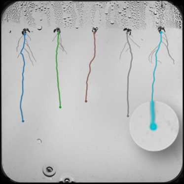 Root Tip Detection